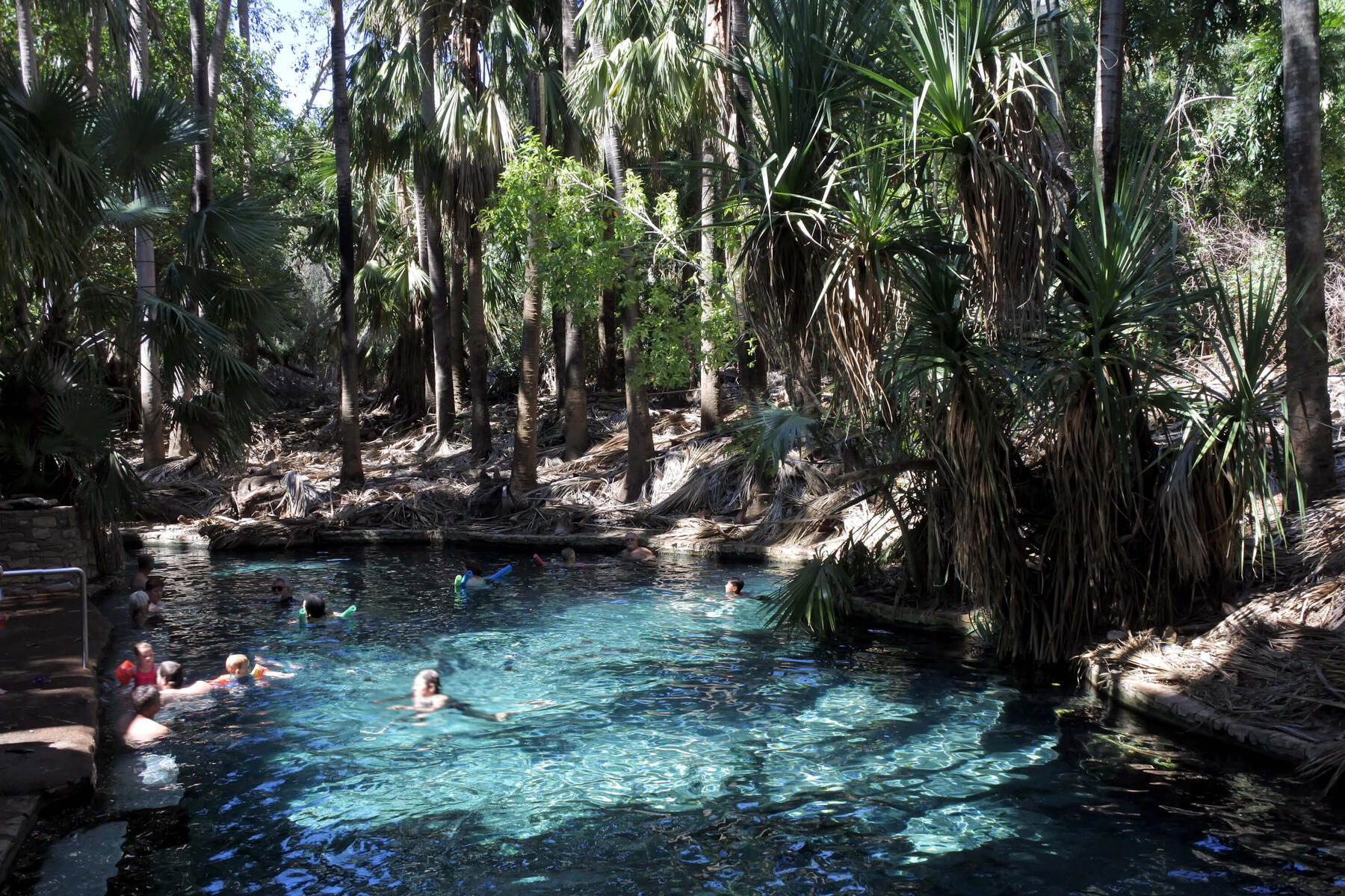Natural palm-fringed hot pool in Mataranka, Northern Territory, Australia